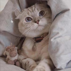 中国瑜伽美女性感丰满和猛男双飞操逼一级黄色
